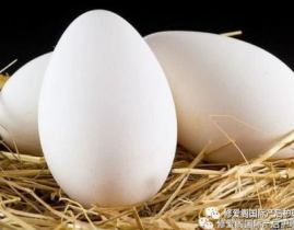 孕妇可以吃鹅蛋吗,鹅蛋的适宜与禁忌